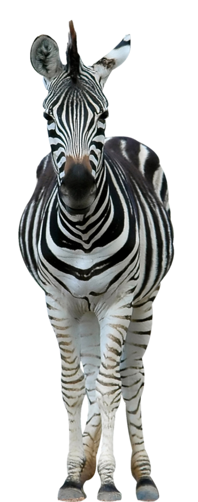 Zebra Front View Png