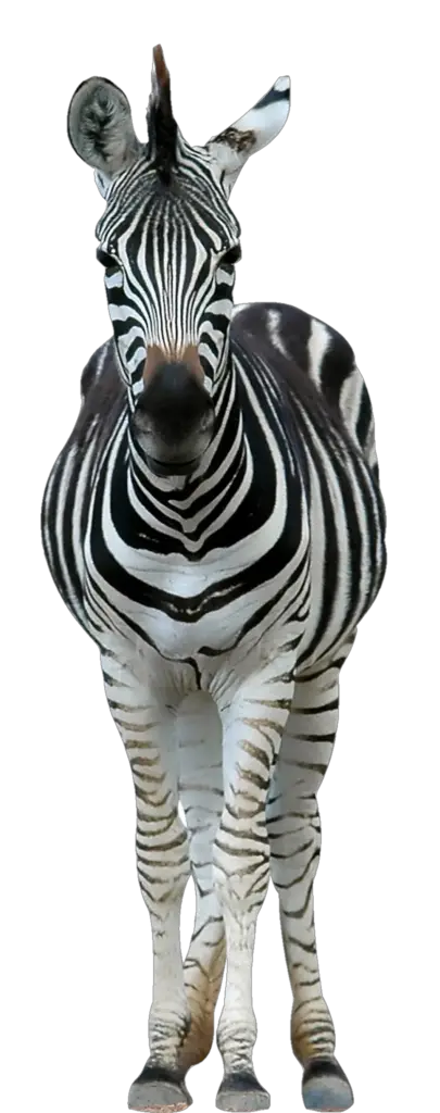 Zebra Front View Png