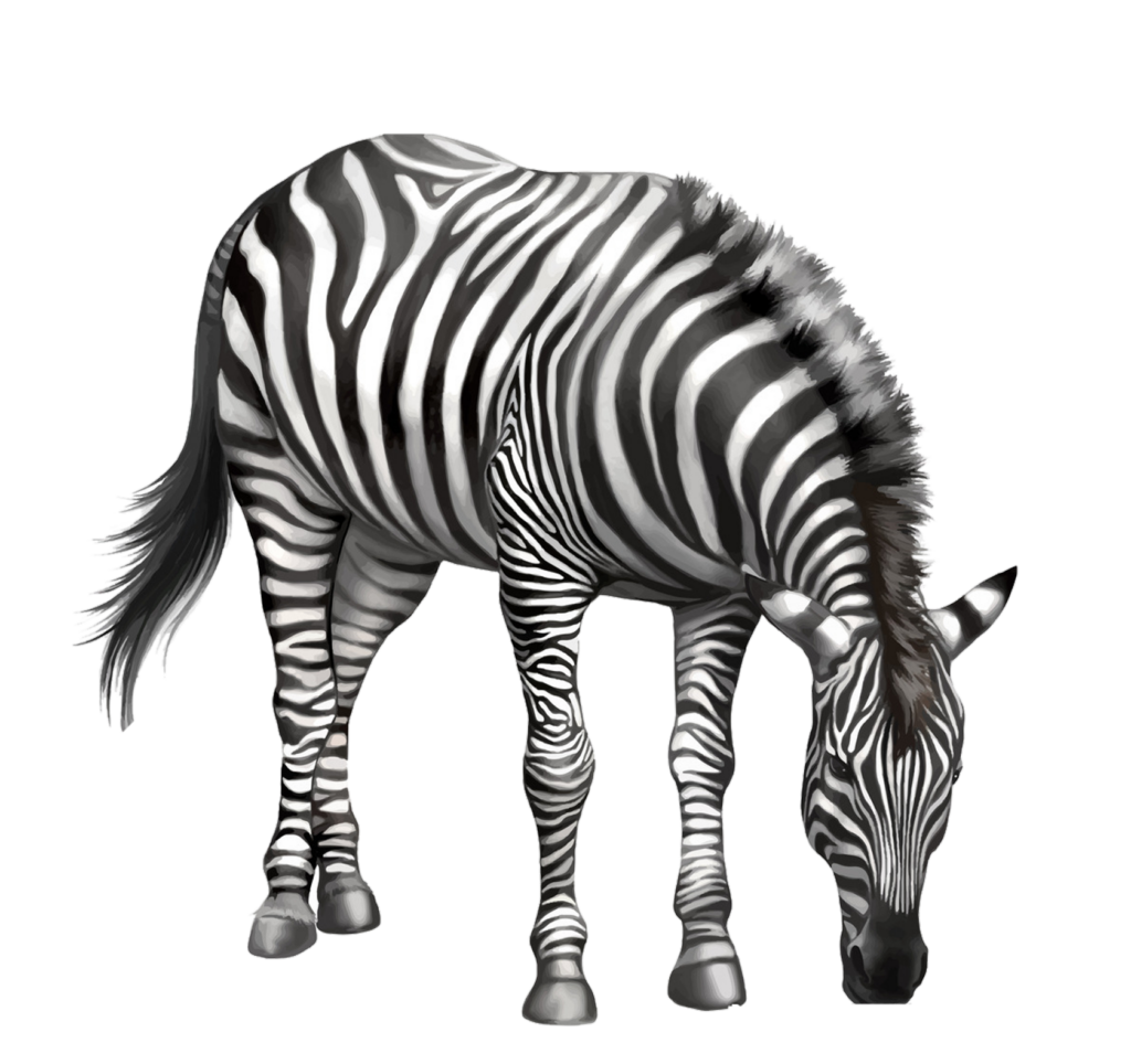 Animated Zebra Png
