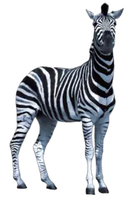 Transparent Zebra Png