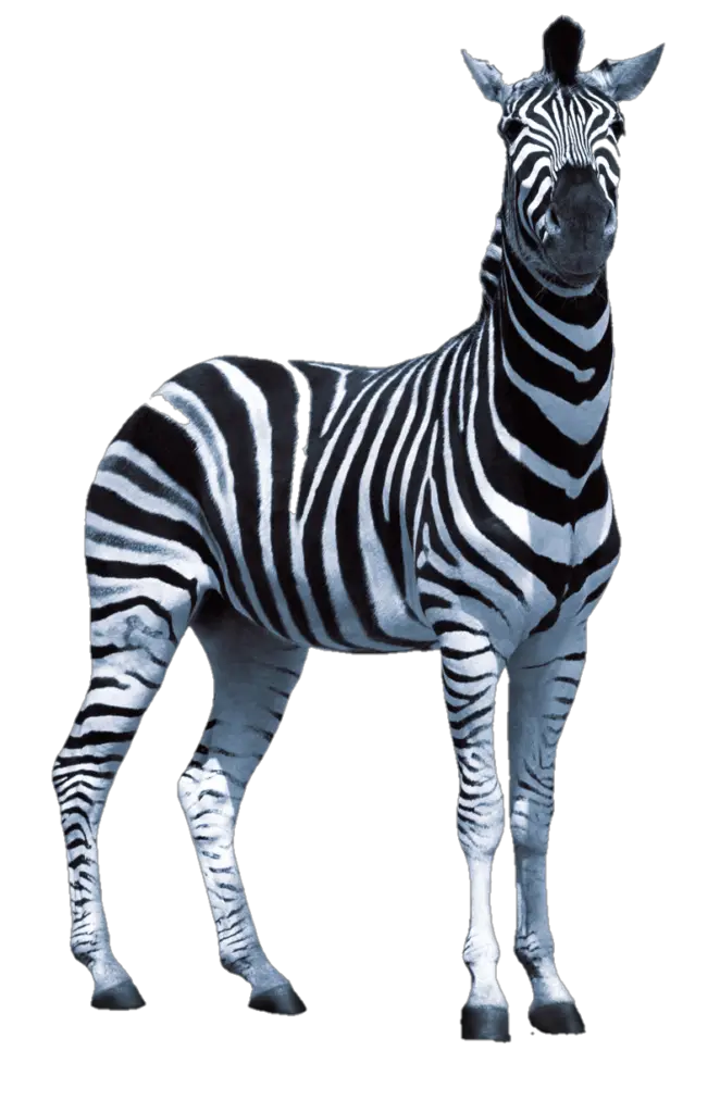 Transparent Zebra Png