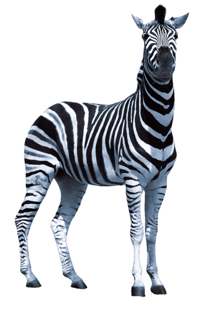 Zebra-23