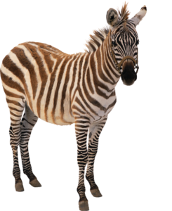 Real Zebra PNG