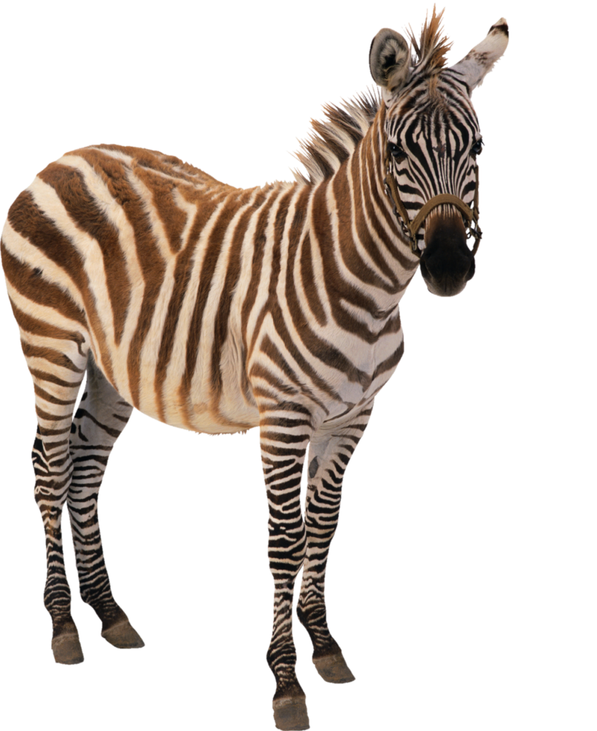 Real Zebra Png