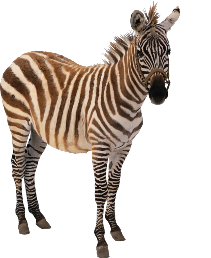 Real Zebra Png