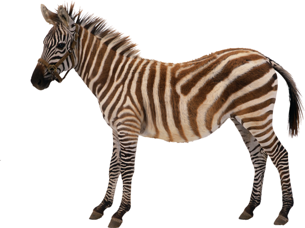 Realistic Zebra Png