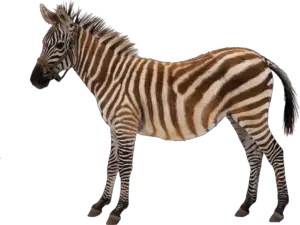 Realistic Zebra Png