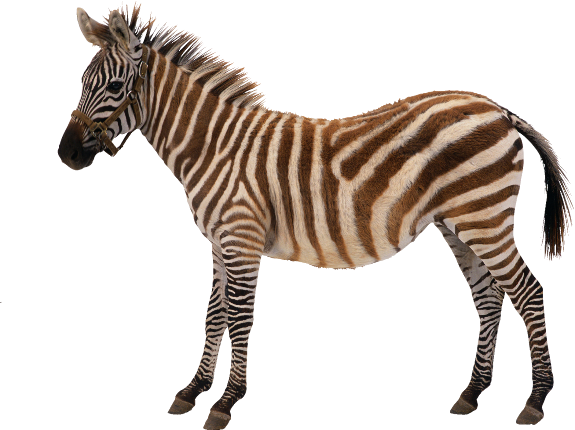 Zebra-8