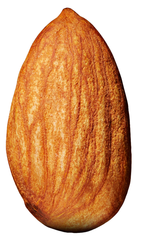 One Almond Png Image
