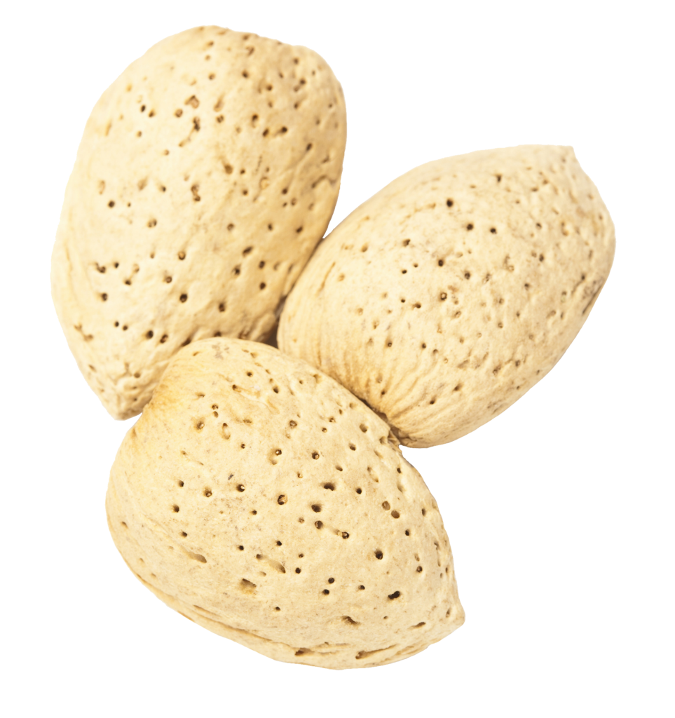 Raw Almonds Png