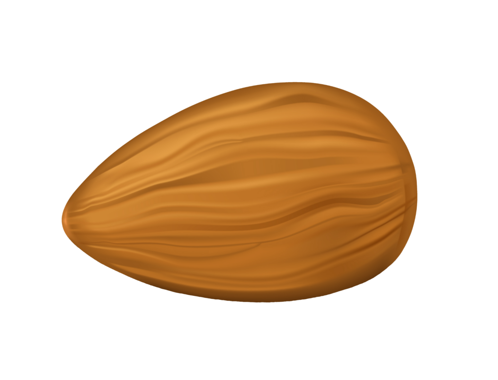 Almond Vector Png