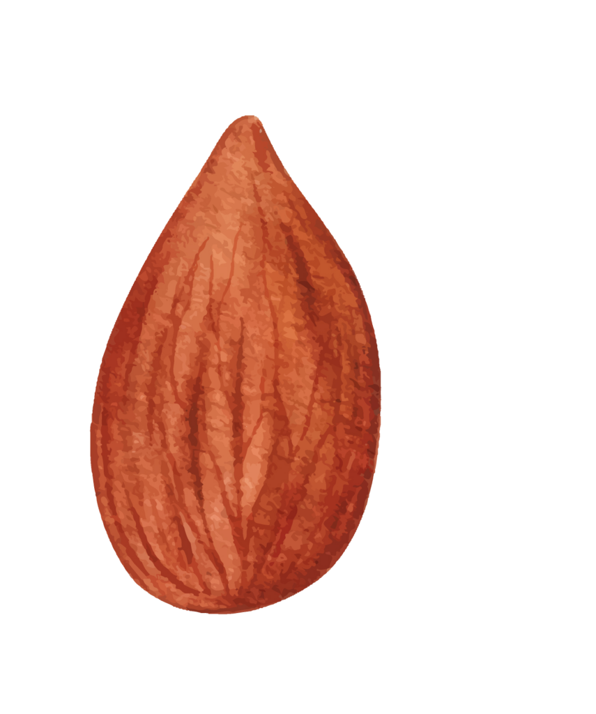 Almond Drawing Png