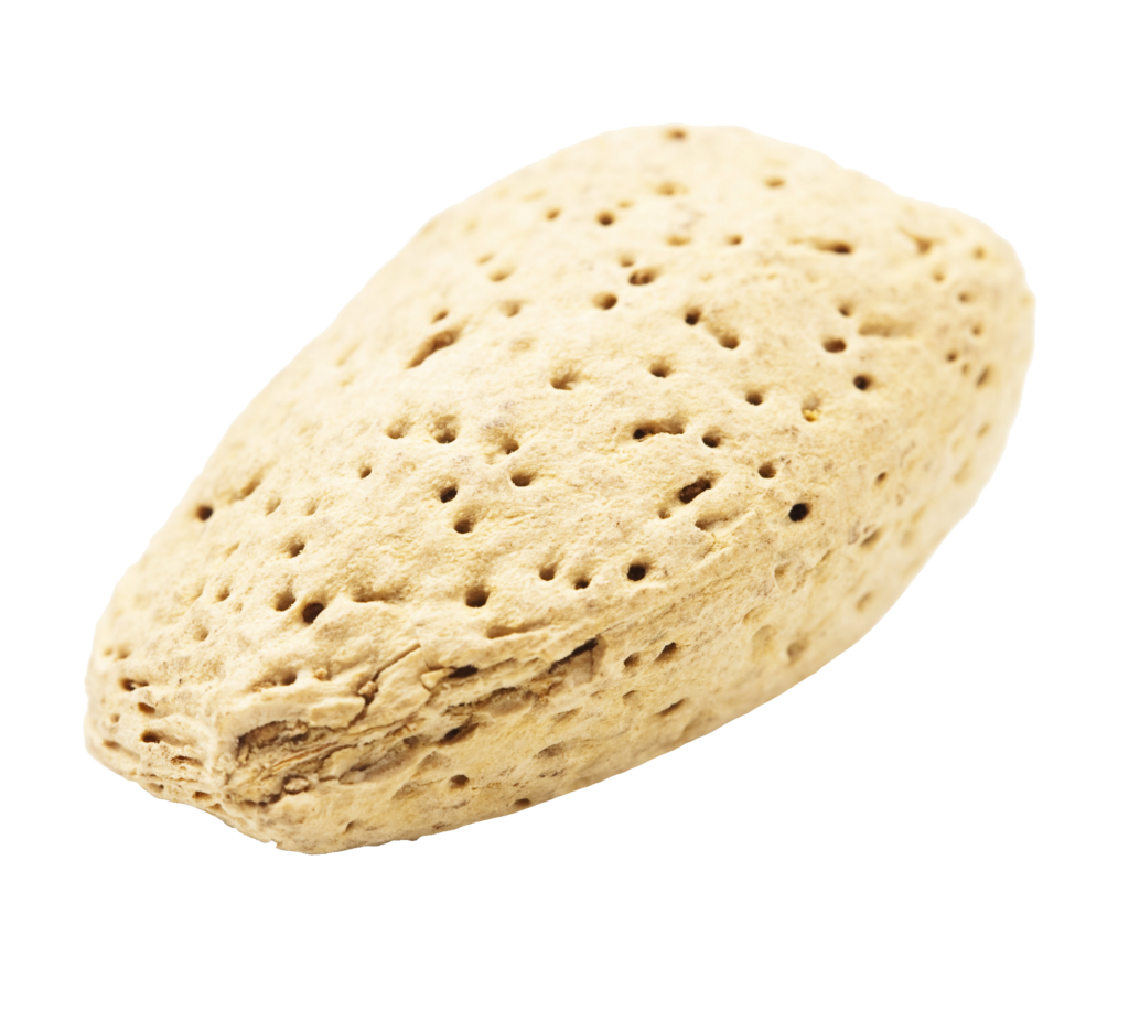 Raw Almond Png Image