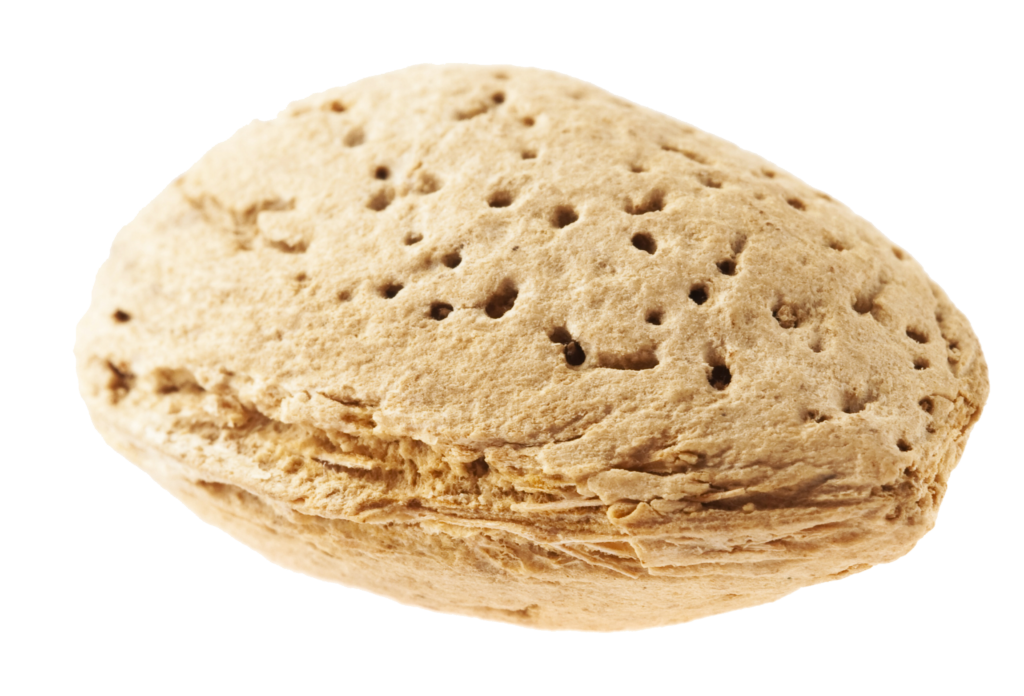 Raw Almond in Shell Png