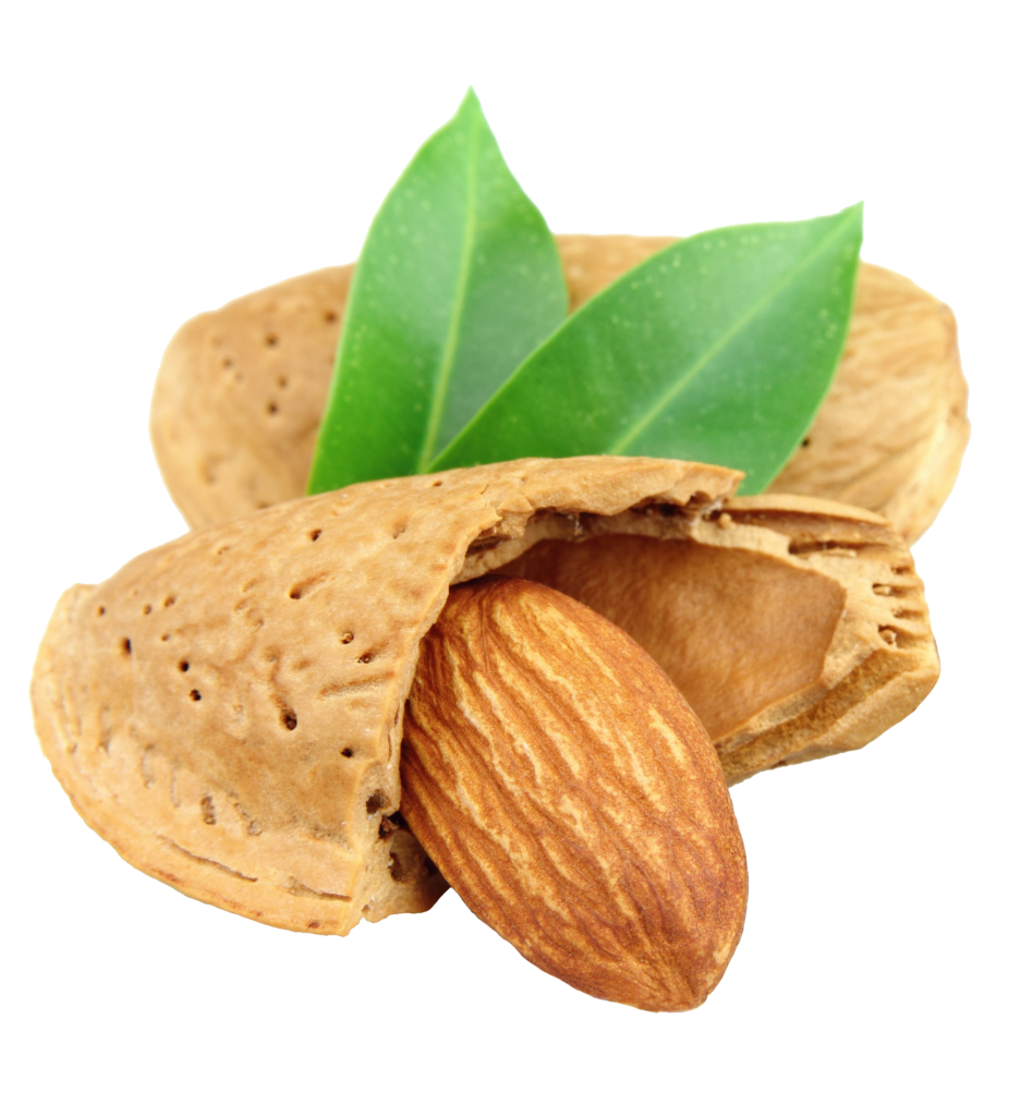 Almond in Shell Png