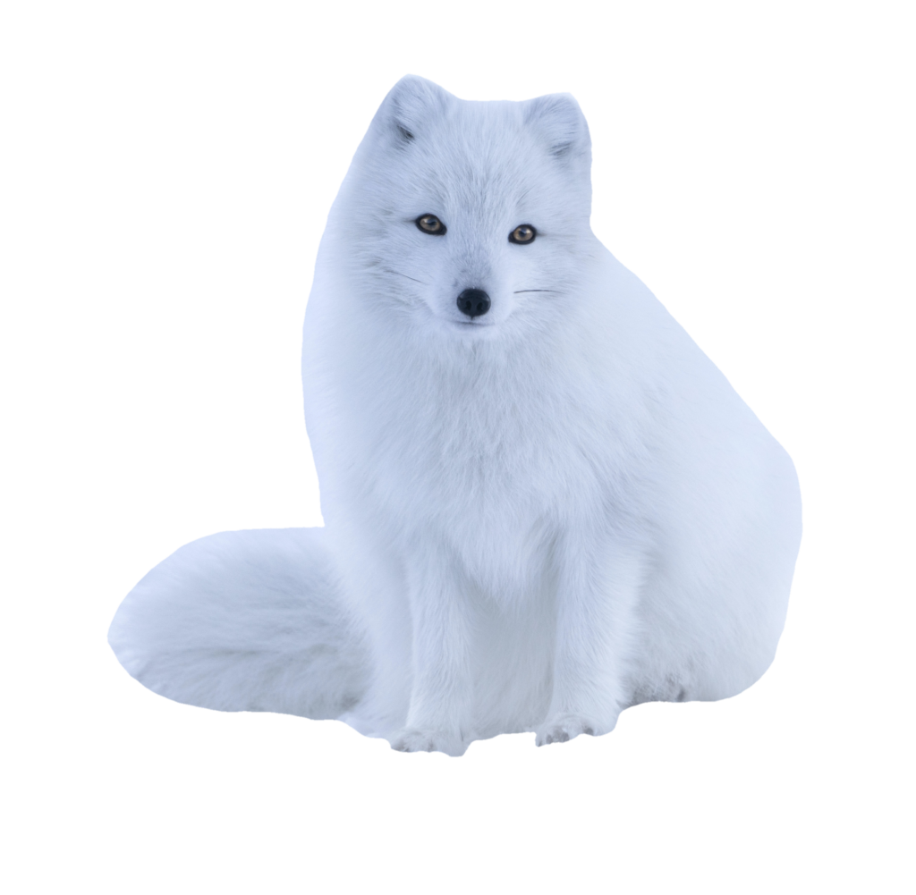 Cute Arctic Fox Png Image