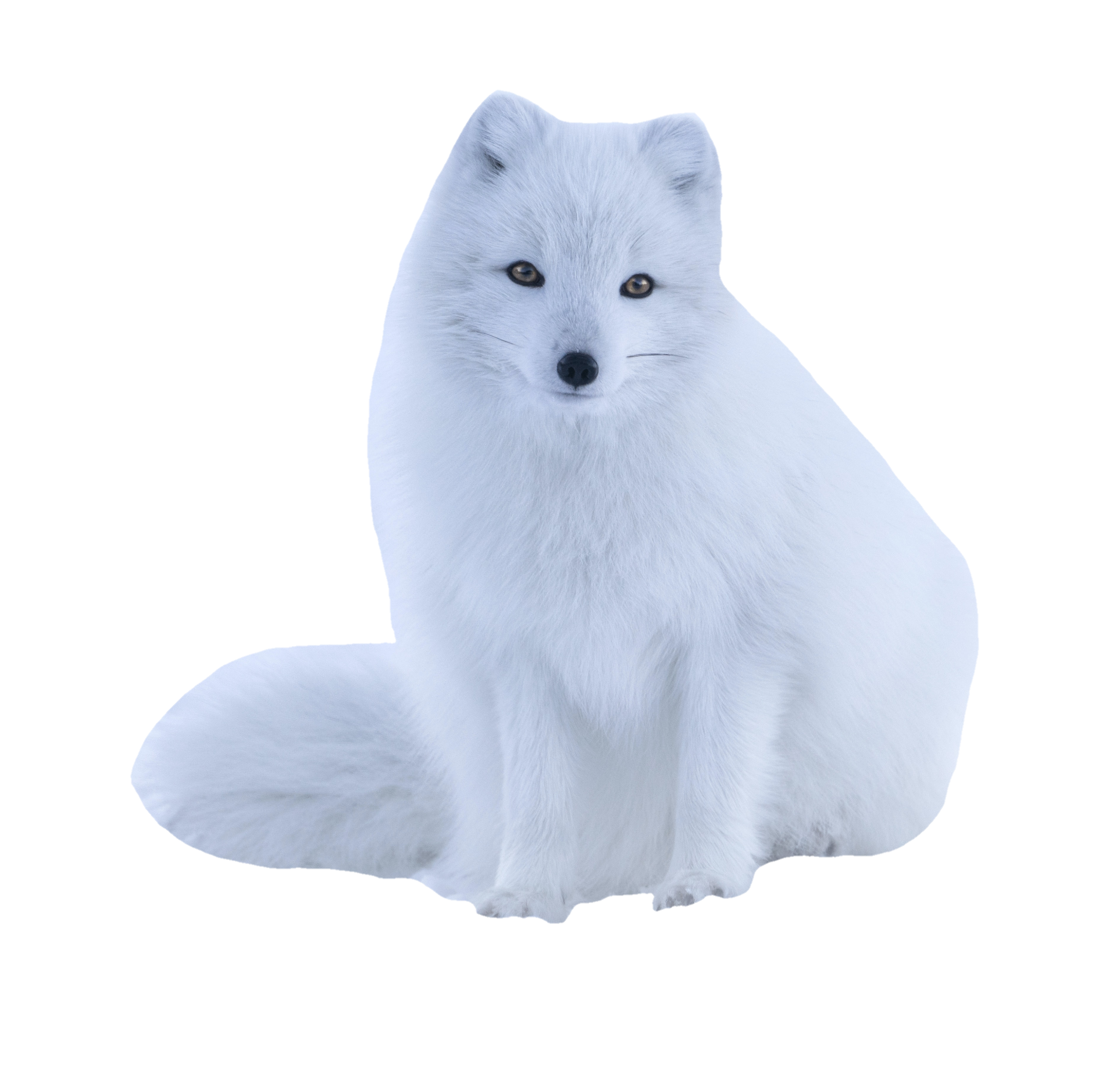 arctic-fox-1