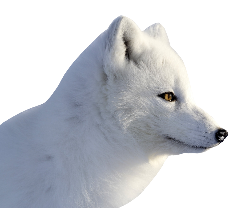 Arctic Fox Face Png