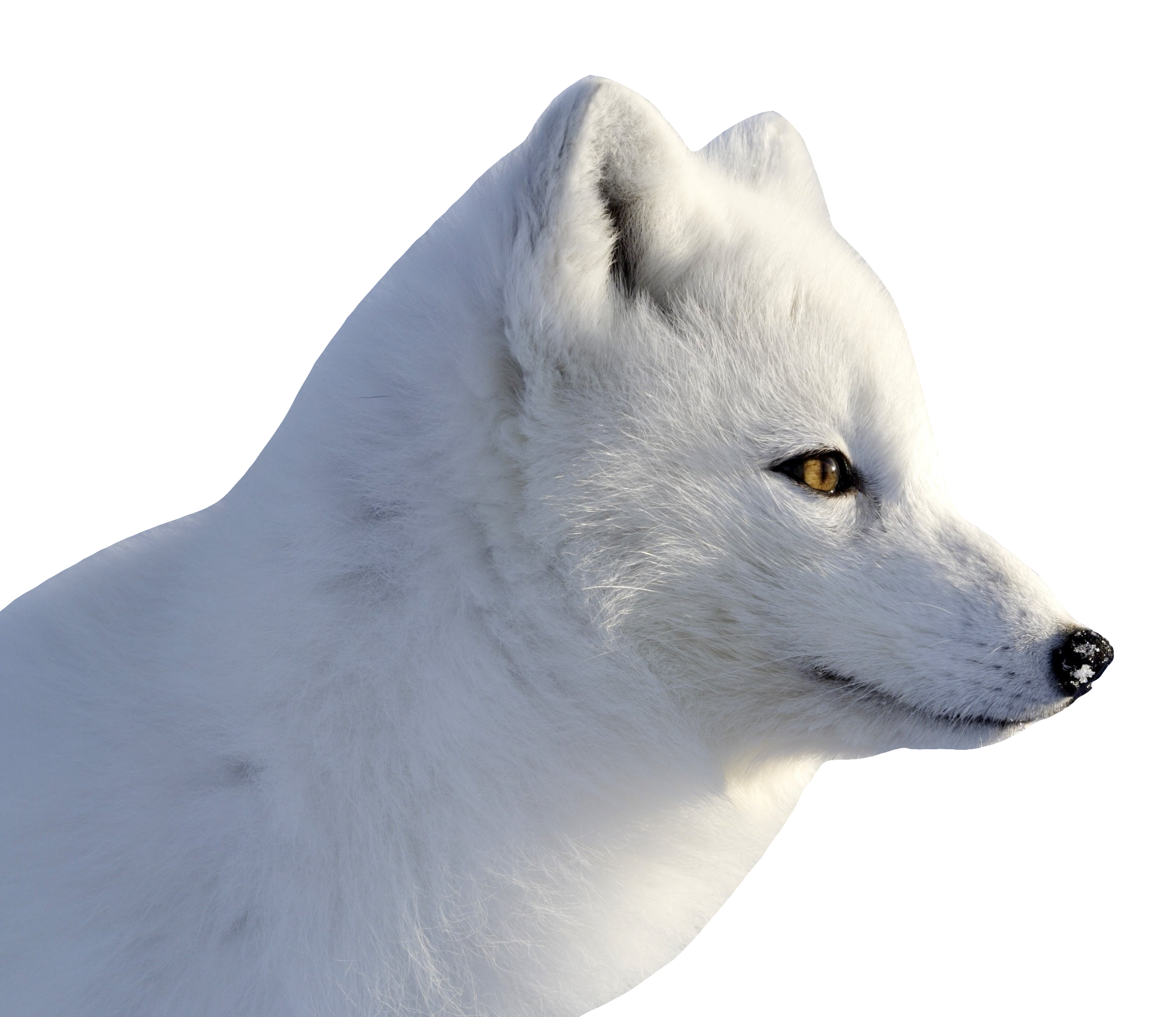arctic-fox-10