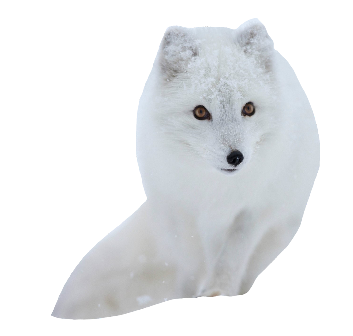 arctic-fox-11