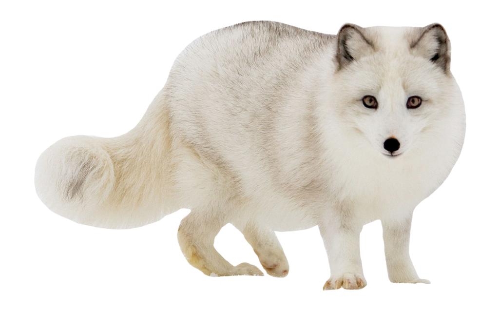 Arctic Fox Png Image