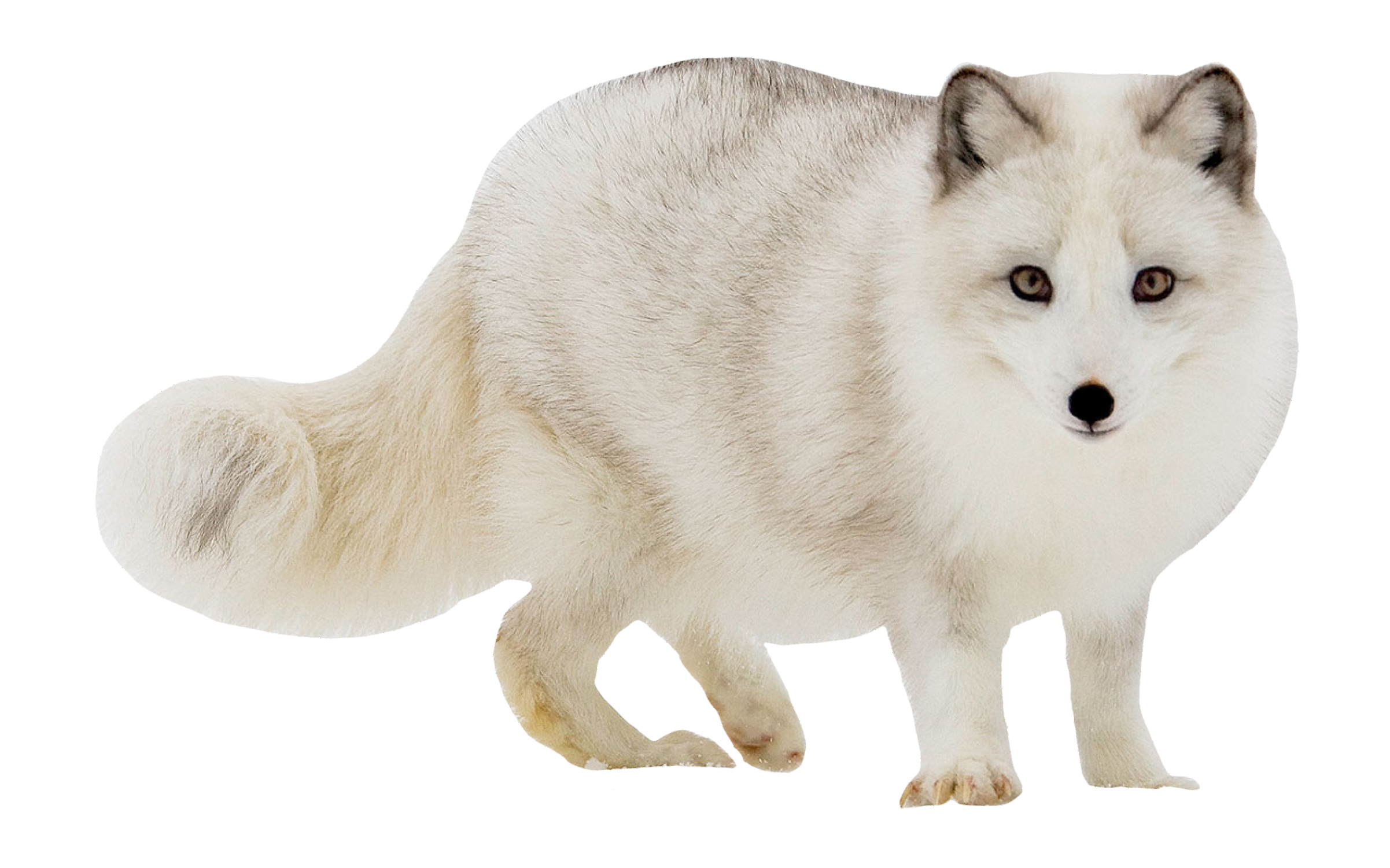 arctic-fox-12