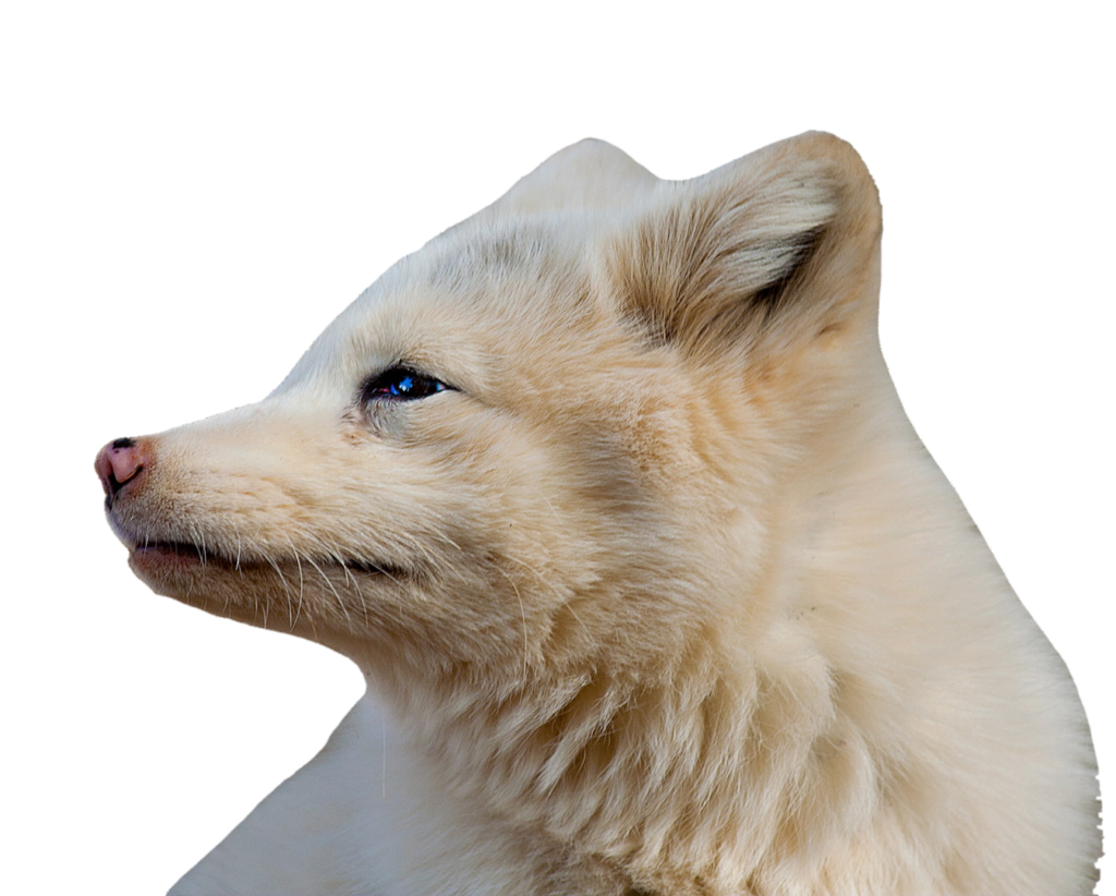 Arctic Fox Head Png