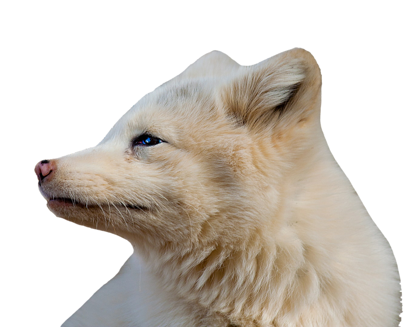 arctic-fox-13