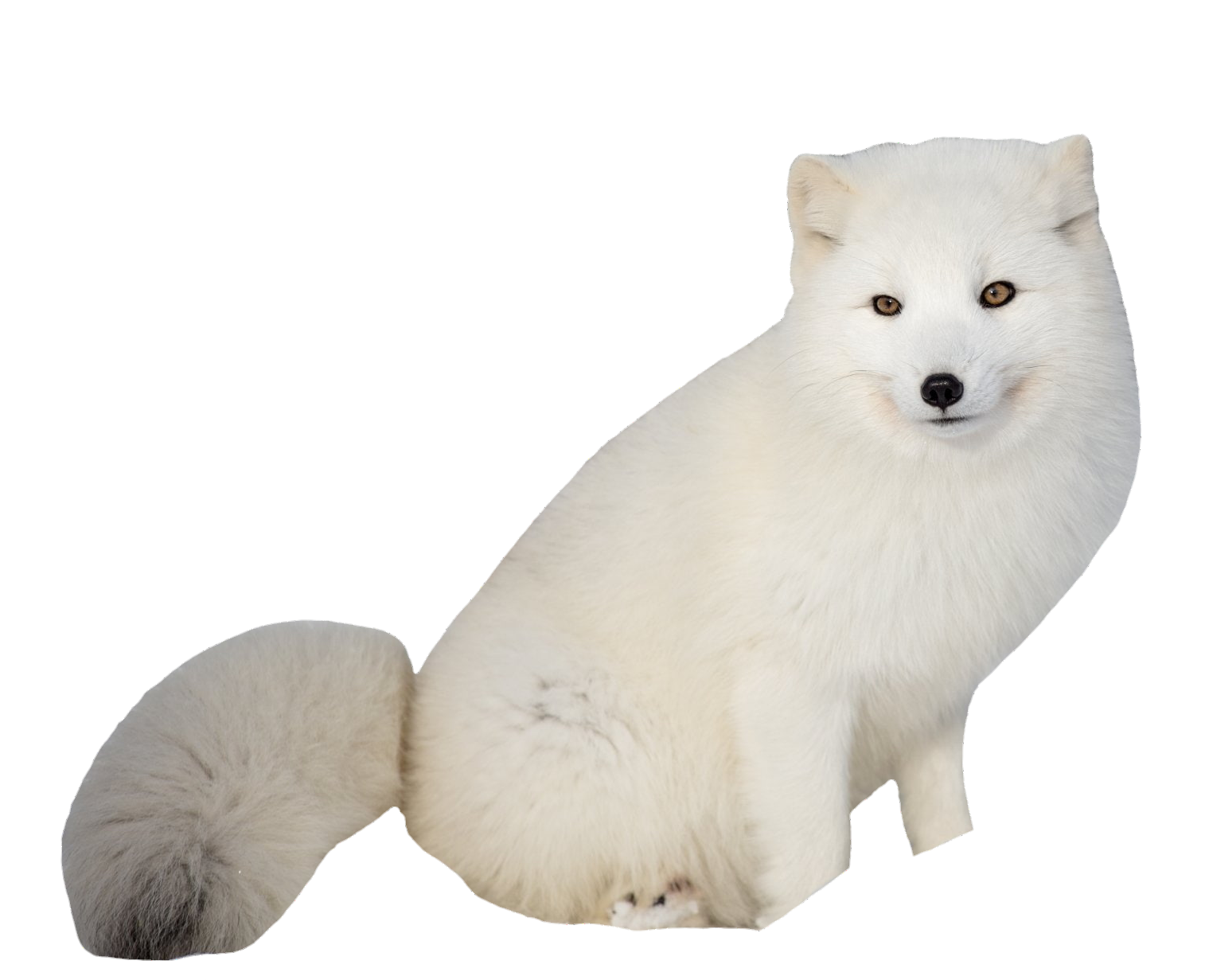 arctic-fox-14