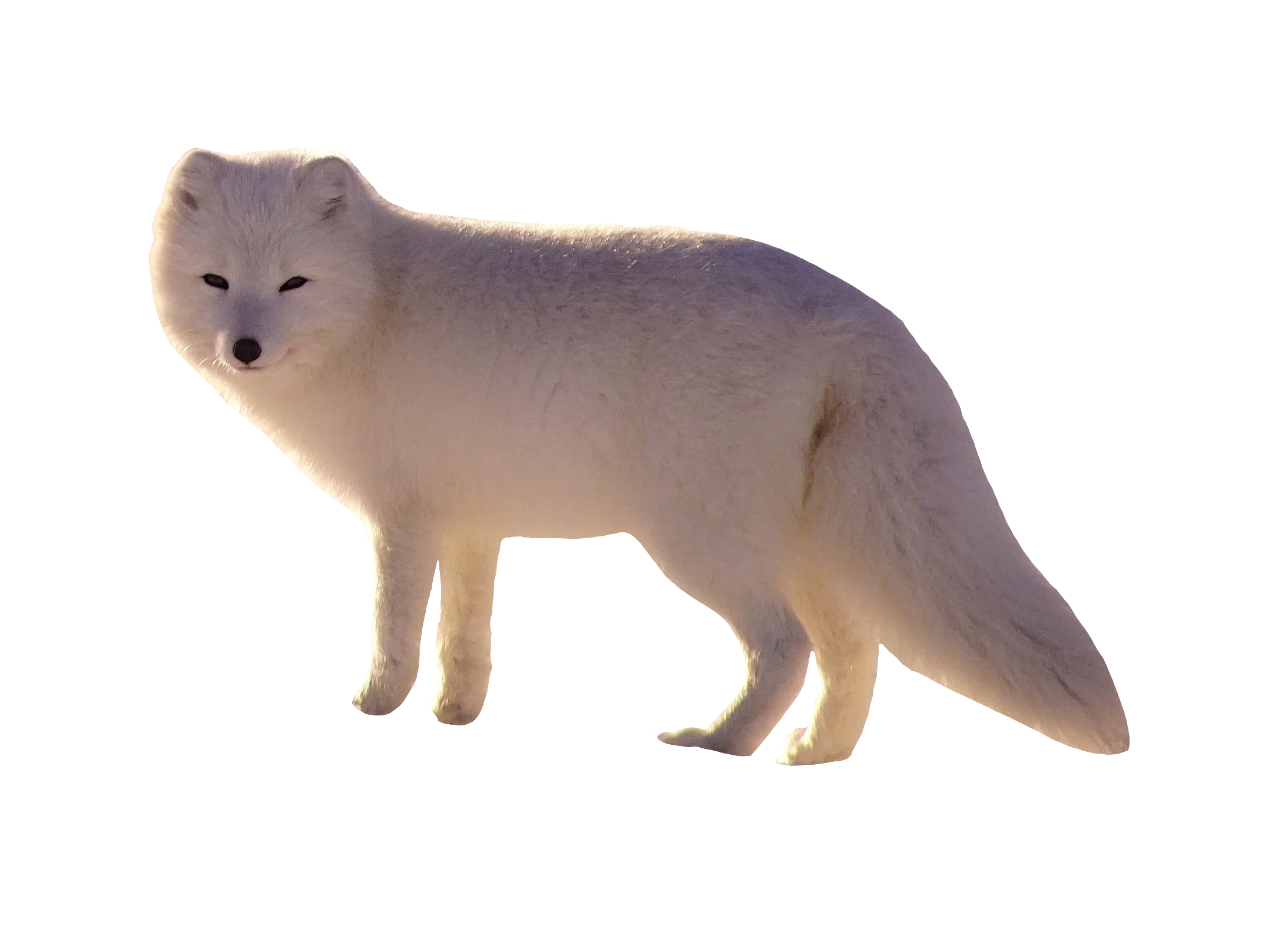 arctic-fox-15