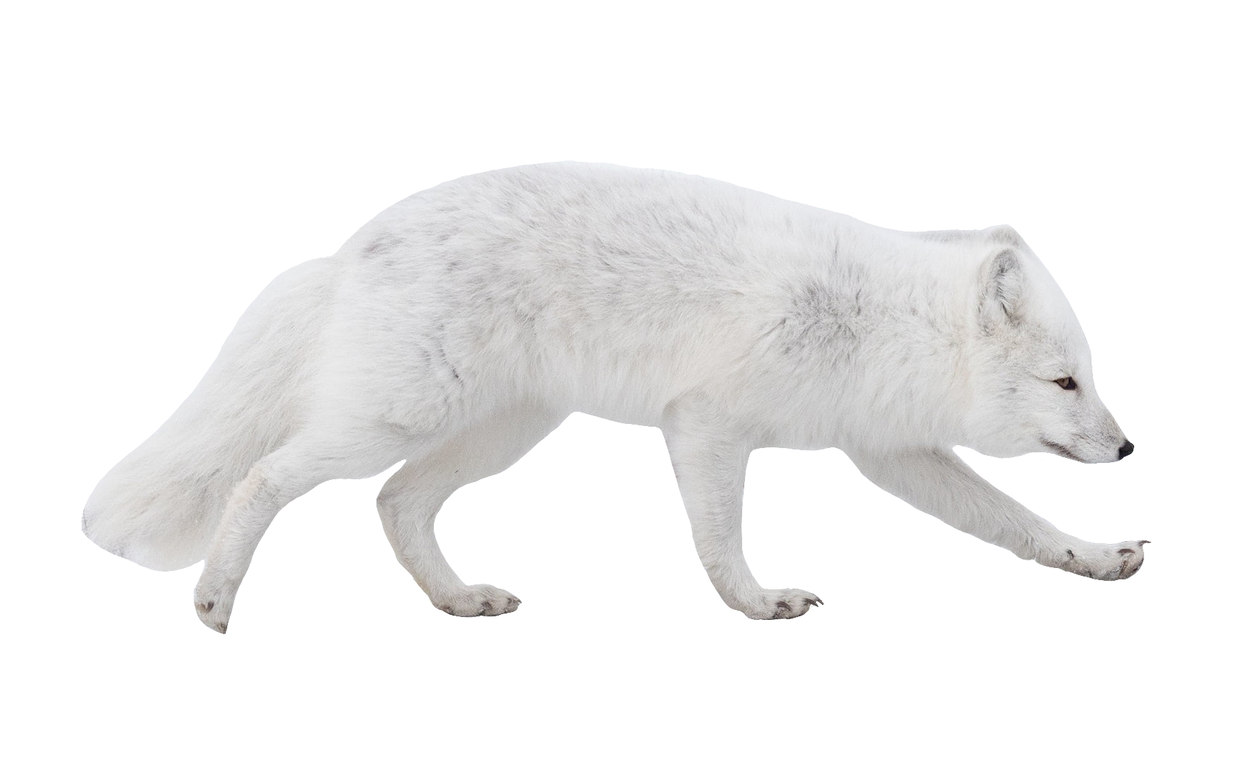 arctic-fox-16