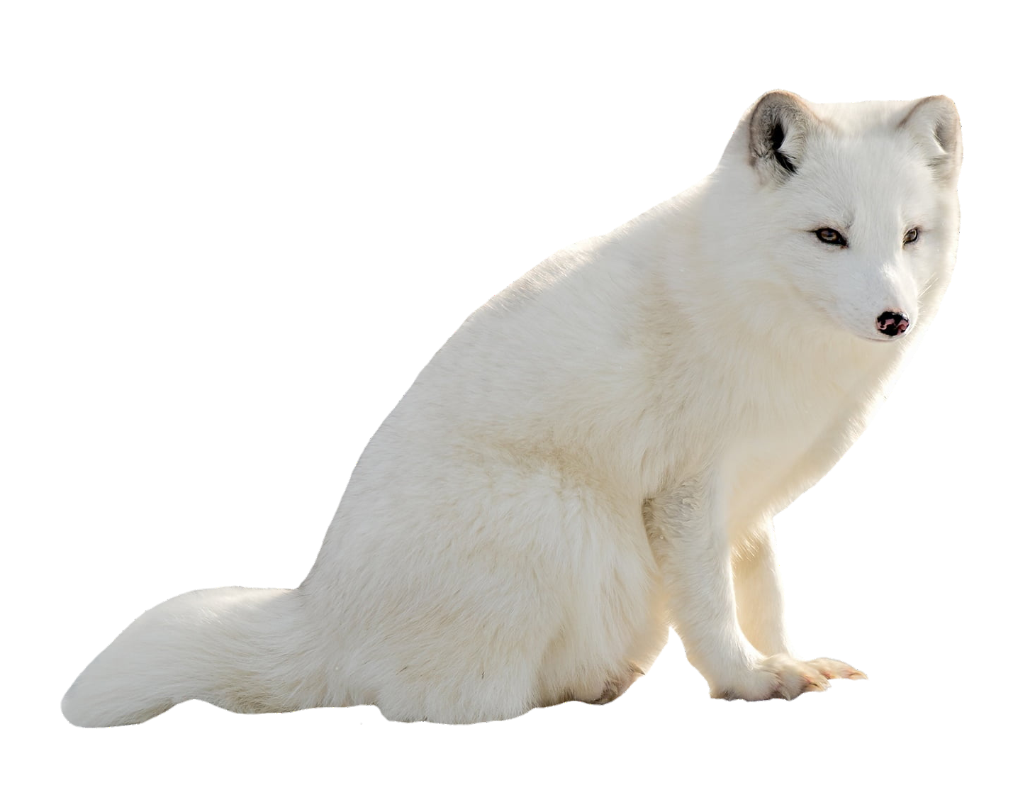arctic-fox-17