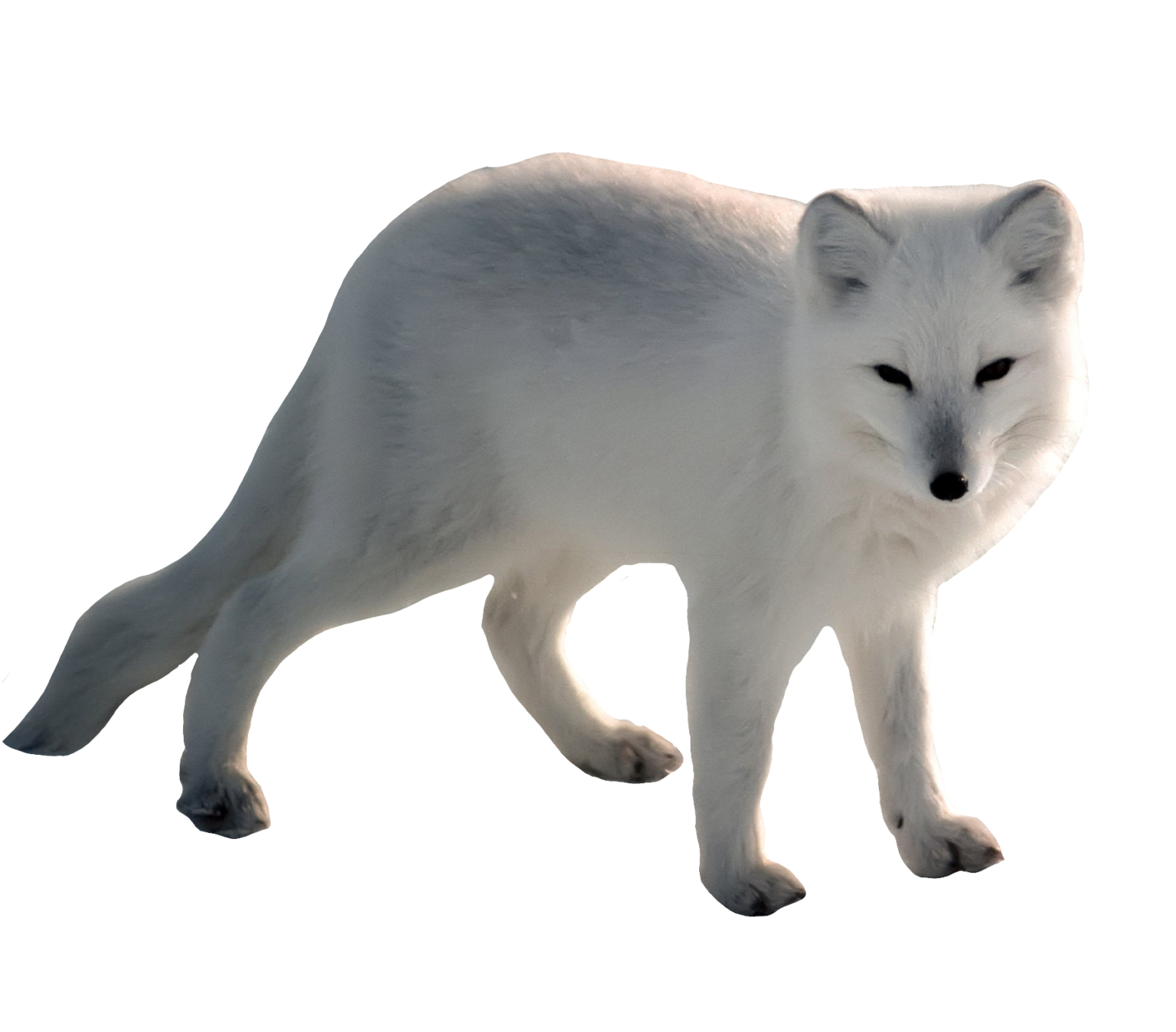 Arctic Fox PNG Transparent Images Free Download - Pngfre