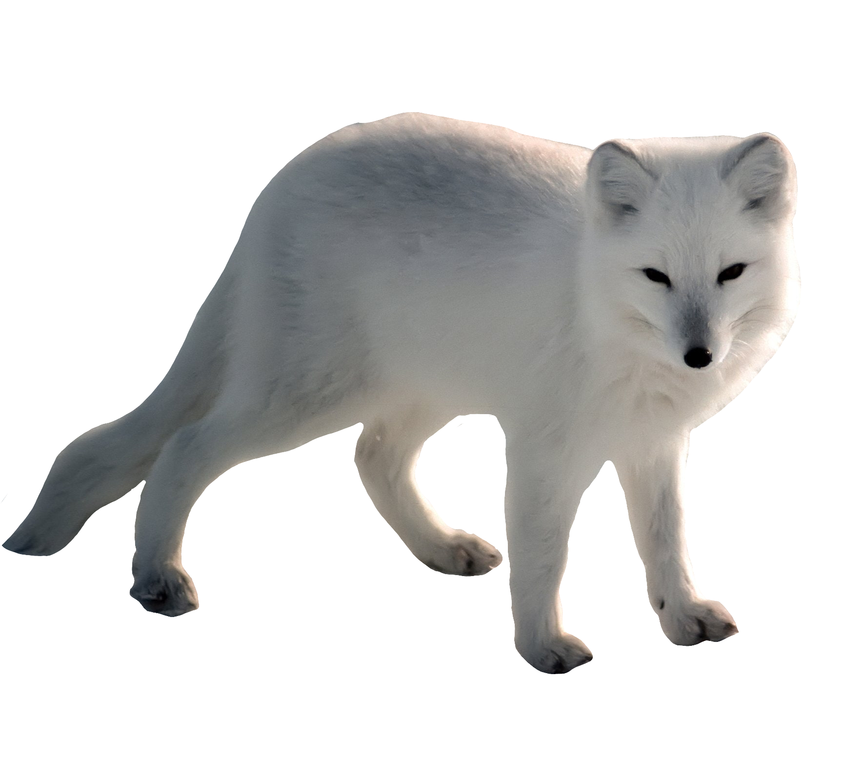arctic-fox-19