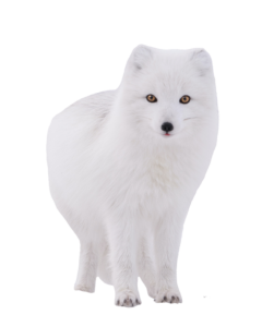 arctic-fox-2