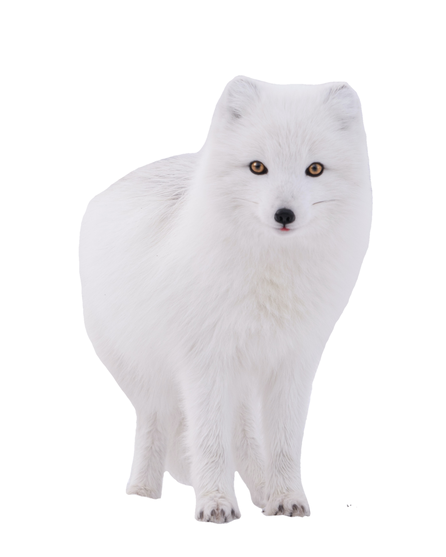 arctic-fox-2