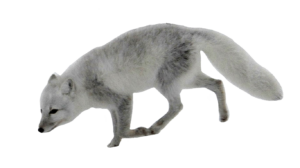 arctic-fox-20