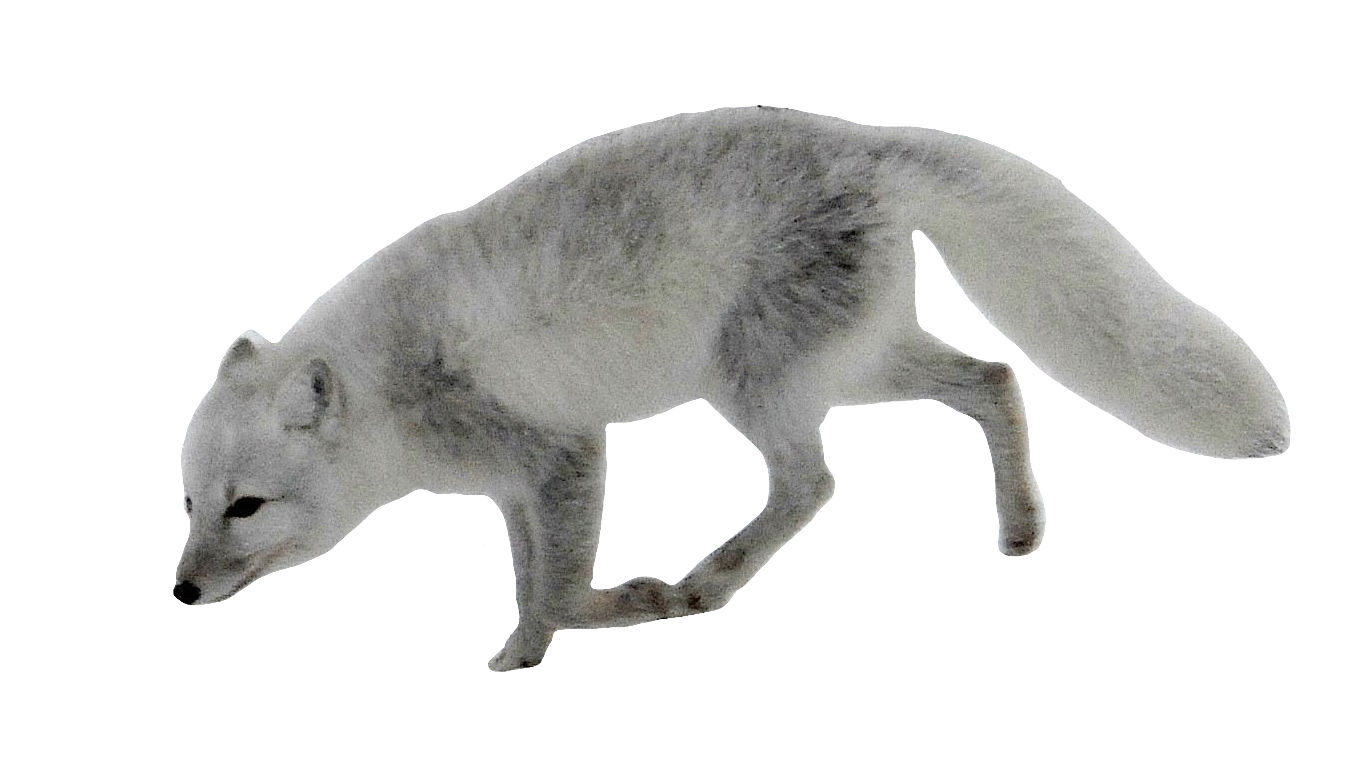 arctic-fox-20