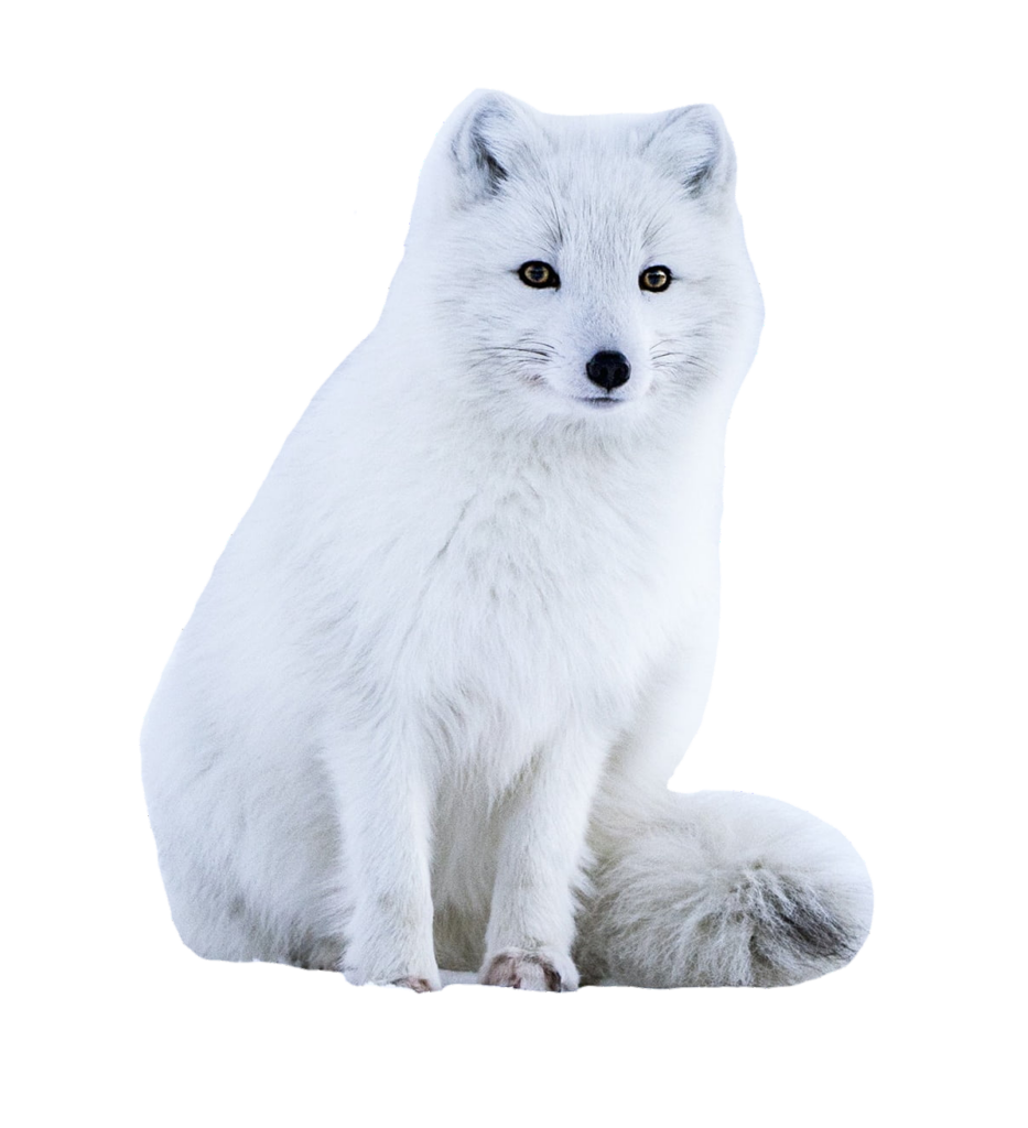 Cute Arctic Fox Png