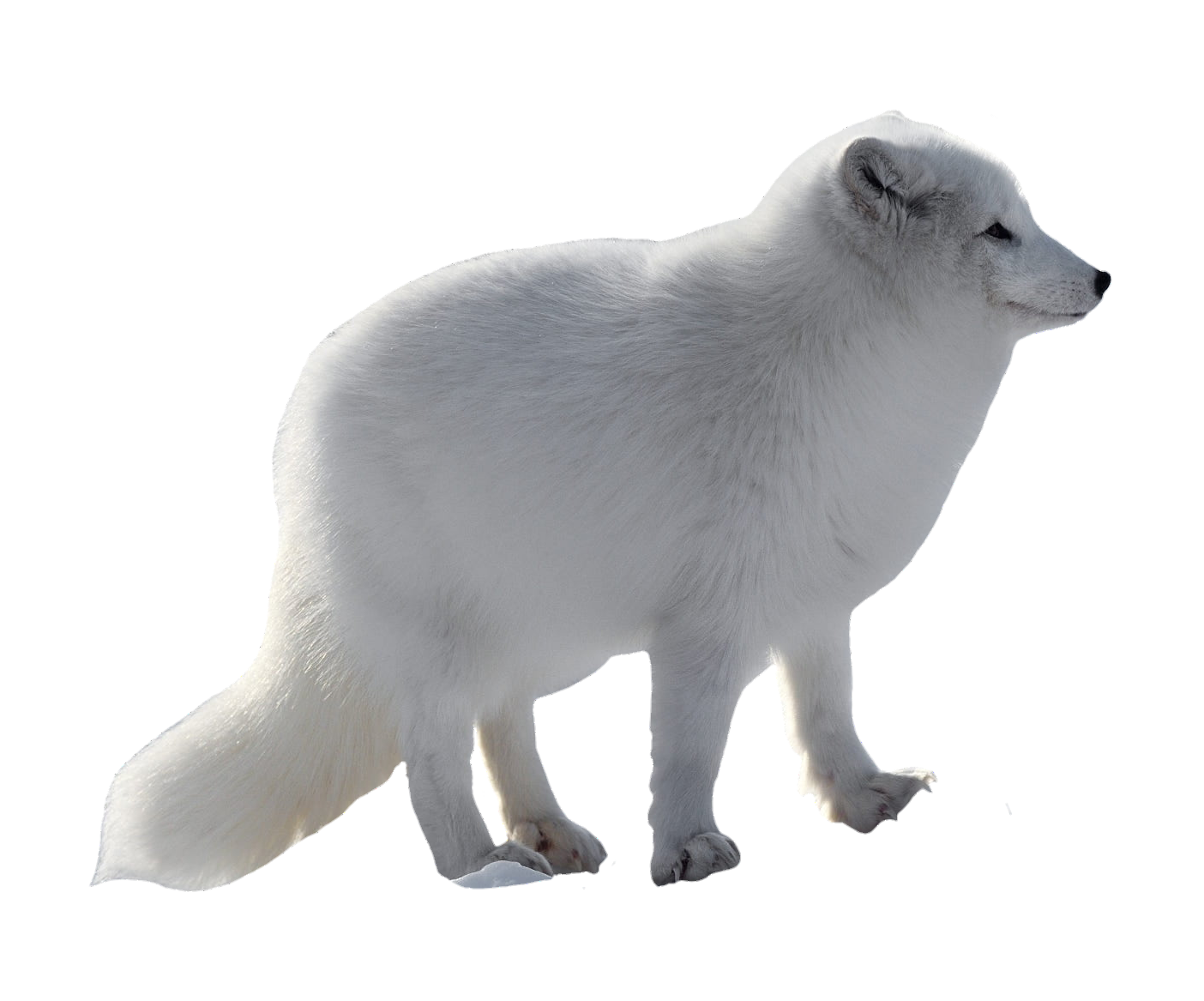 arctic-fox-22