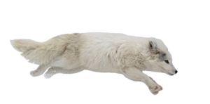 arctic-fox-23