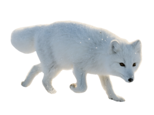 arctic-fox-25