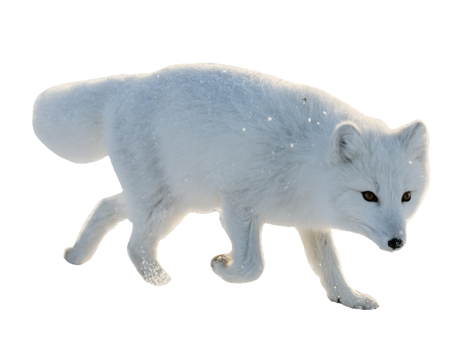 arctic-fox-25