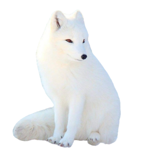 arctic-fox-29