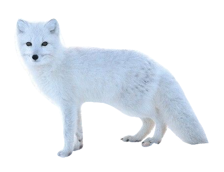 Transparent Arctic Fox Png