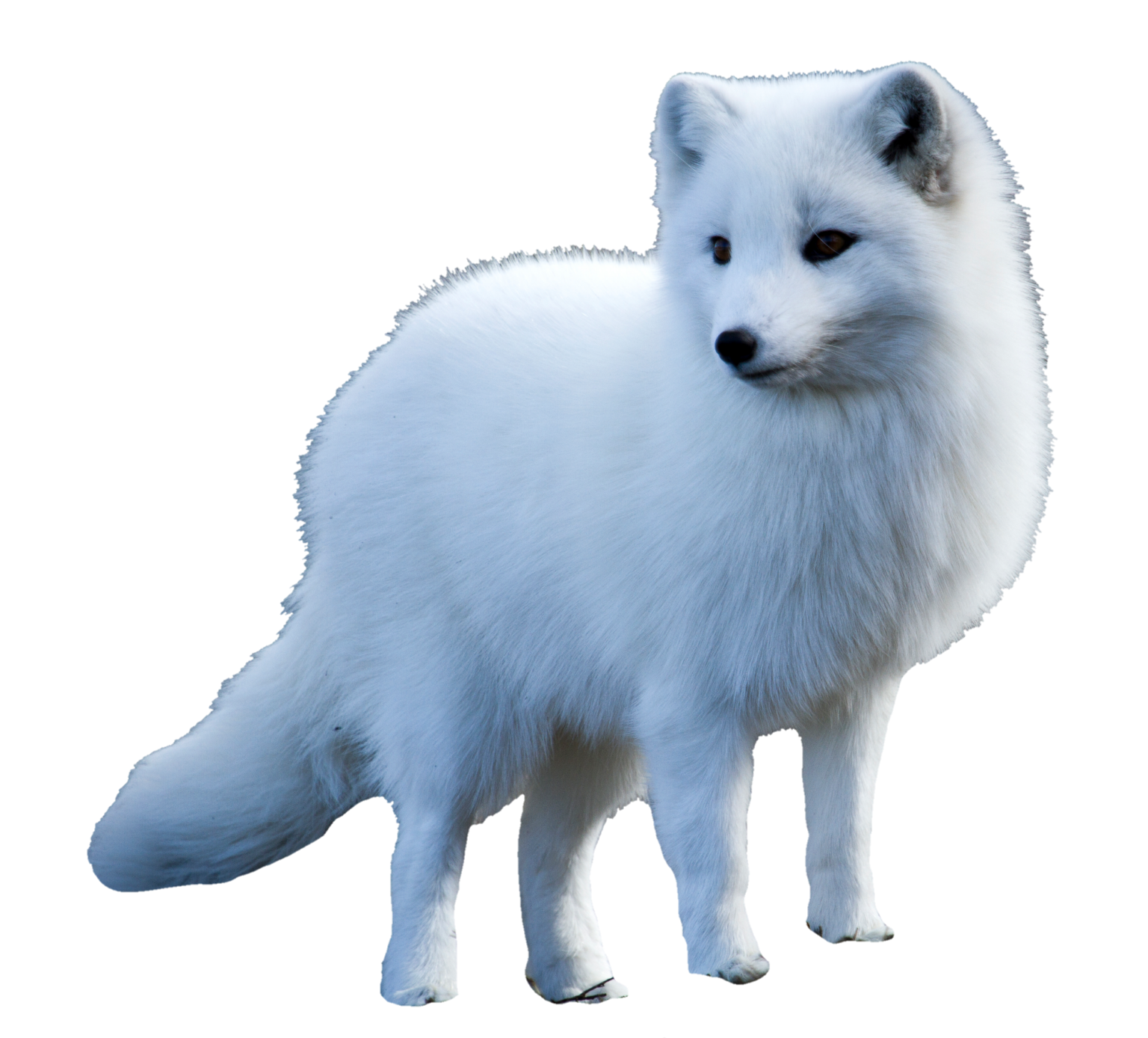 Arctic Fox PNG Transparent Images Free Download - Pngfre