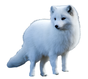 arctic-fox-32