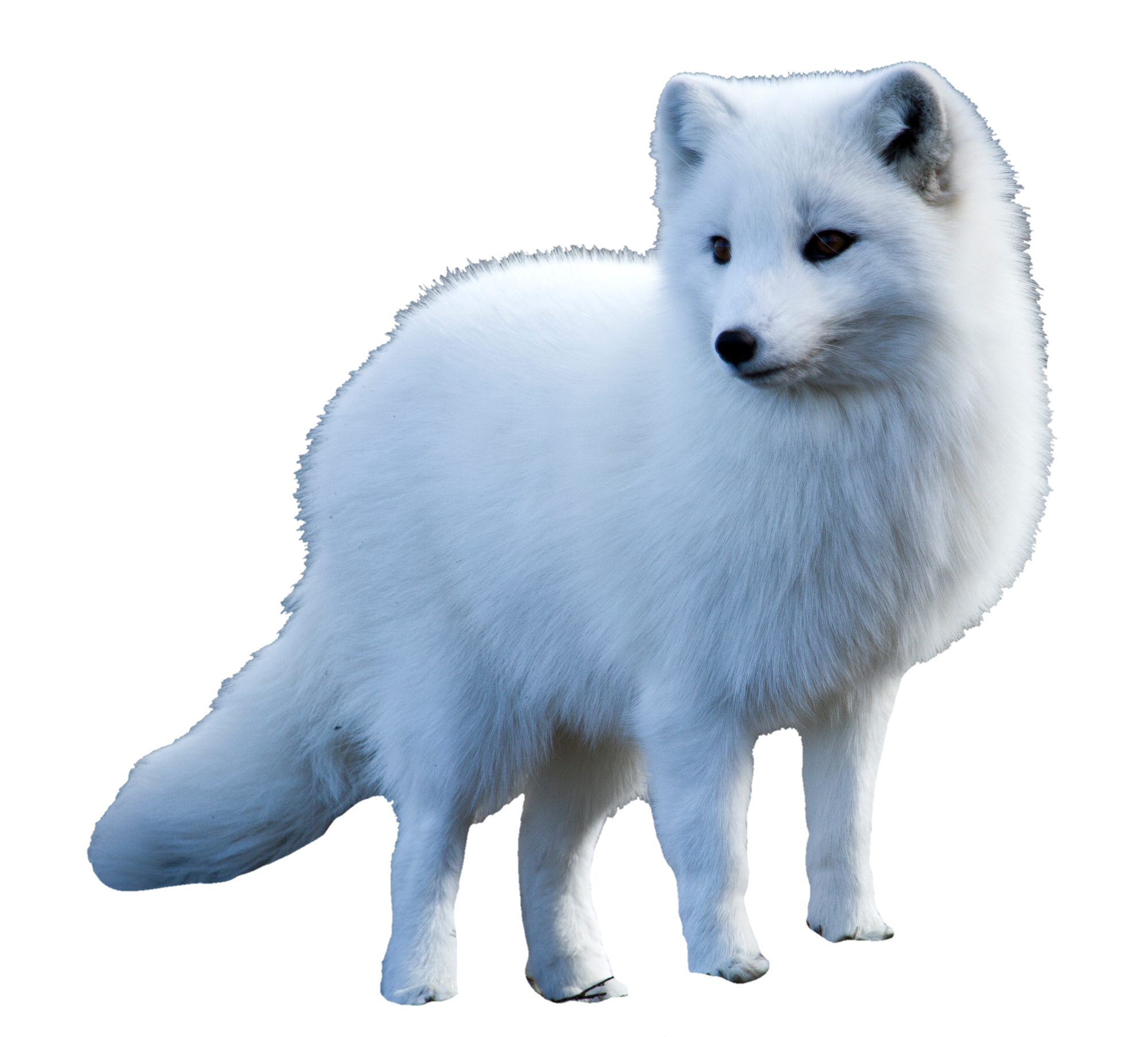 arctic-fox-32