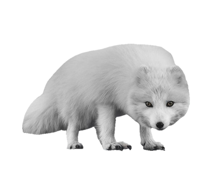 Transparent Arctic Fox Png