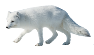 arctic-fox-34